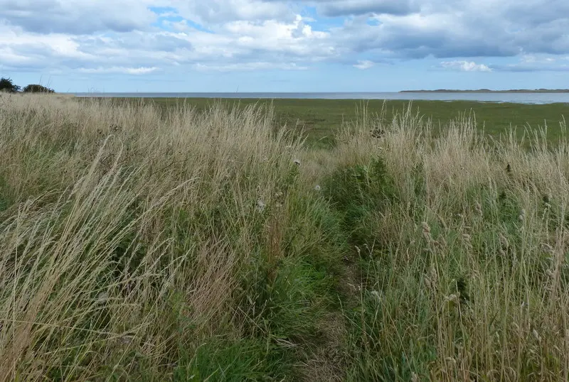 Grassy walking path beside the Northumberland coast at Beal Point